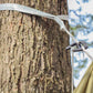 Eagles Nest Outfitters Hammock Suspension