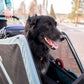 Burley Bark Ranger Pet Trailer