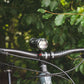 Exposure Lights Toro Mk12 Headlight